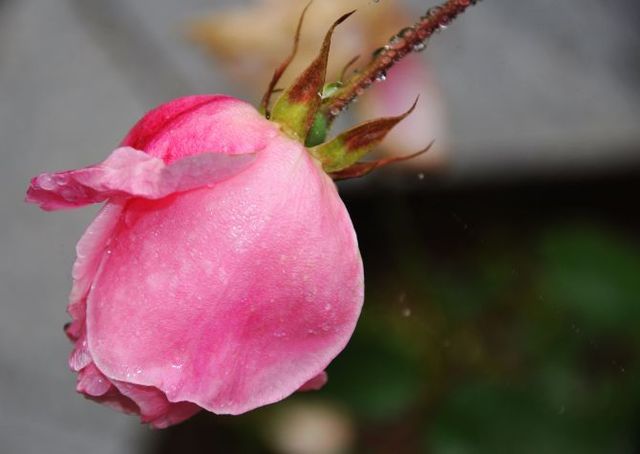再探蒲洼，秋雨羞涩中的椅子圈