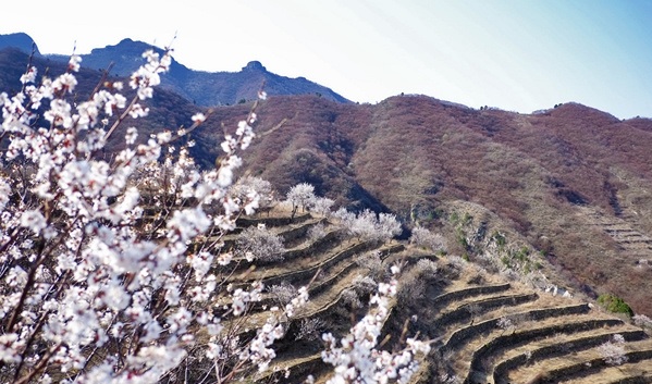 蒲洼春季旅行攻略