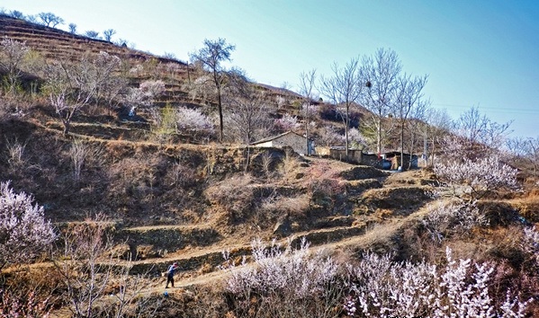 蒲洼春季旅行攻略