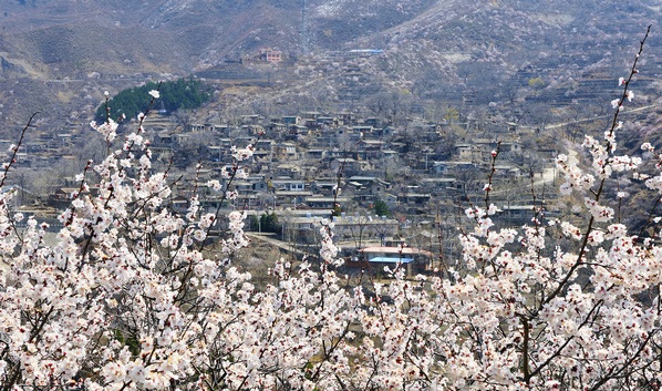 蒲洼春季旅行攻略