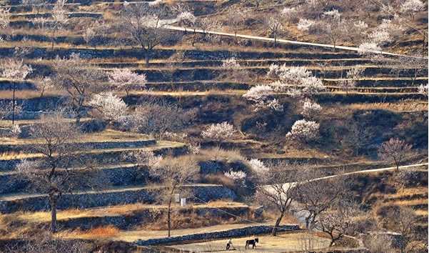 蒲洼春季旅行攻略