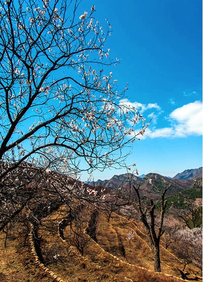 蒲洼春季旅行攻略