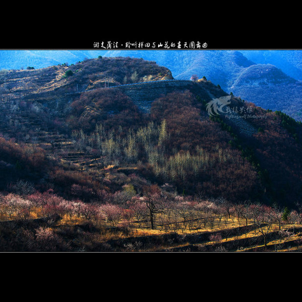 聆听蒲洼梯田山花交汇的春天圆舞曲