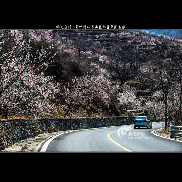 聆听蒲洼梯田山花交汇的春天圆舞曲
