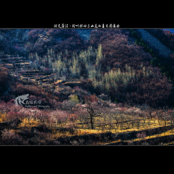 聆听蒲洼梯田山花交汇的春天圆舞曲