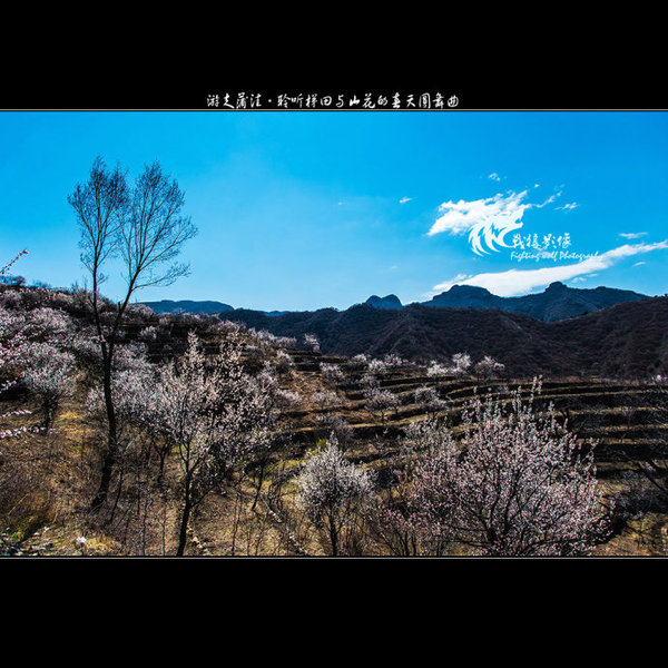 聆听蒲洼梯田山花交汇的春天圆舞曲