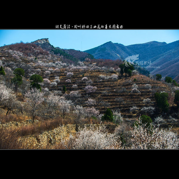 聆听蒲洼梯田山花交汇的春天圆舞曲