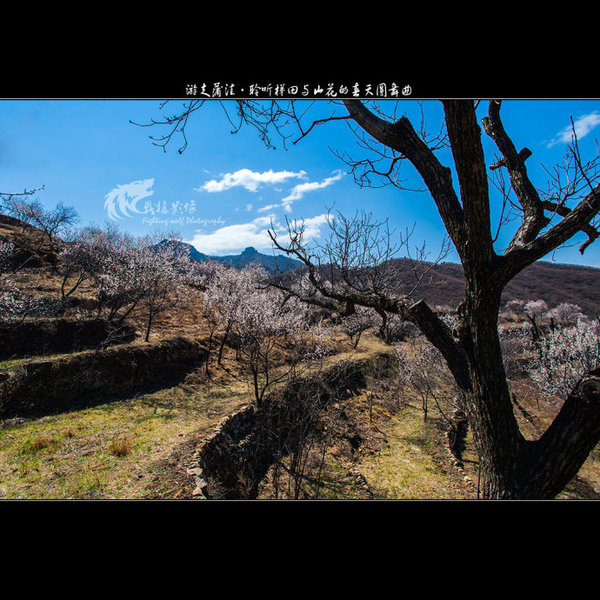 聆听蒲洼梯田山花交汇的春天圆舞曲