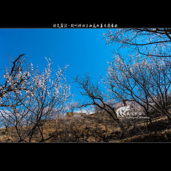聆听蒲洼梯田山花交汇的春天圆舞曲