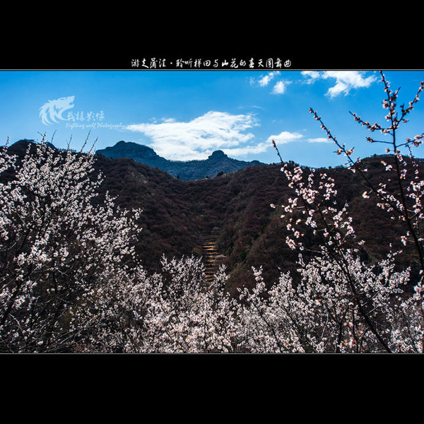 聆听蒲洼梯田山花交汇的春天圆舞曲