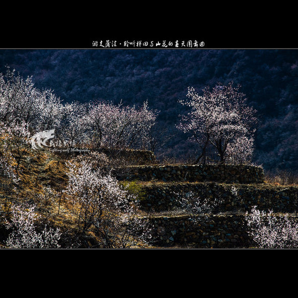 聆听蒲洼梯田山花交汇的春天圆舞曲