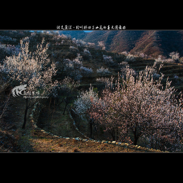 聆听蒲洼梯田山花交汇的春天圆舞曲