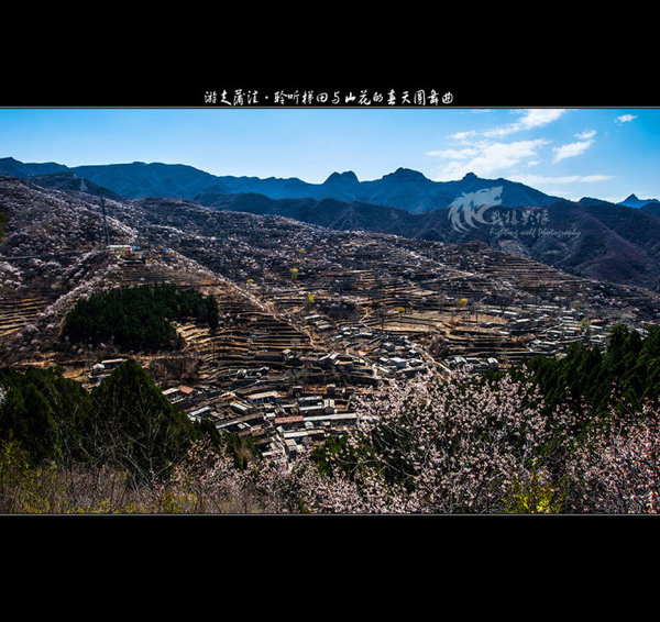 聆听蒲洼梯田山花交汇的春天圆舞曲