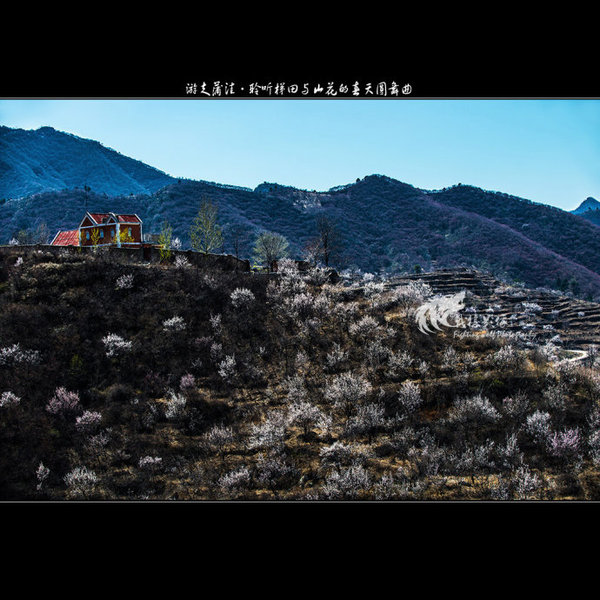聆听蒲洼梯田山花交汇的春天圆舞曲
