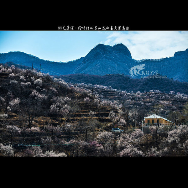 聆听蒲洼梯田山花交汇的春天圆舞曲