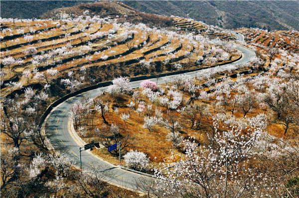 芦子水杏花林