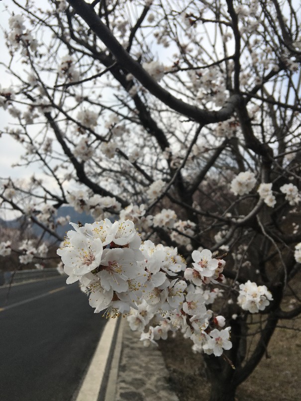 杏花林
